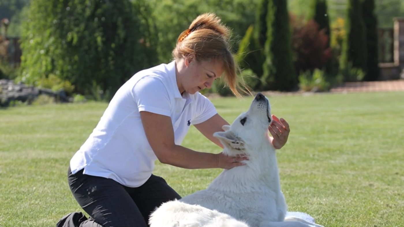Ila při rehabilitační masáži bílého ovčáka